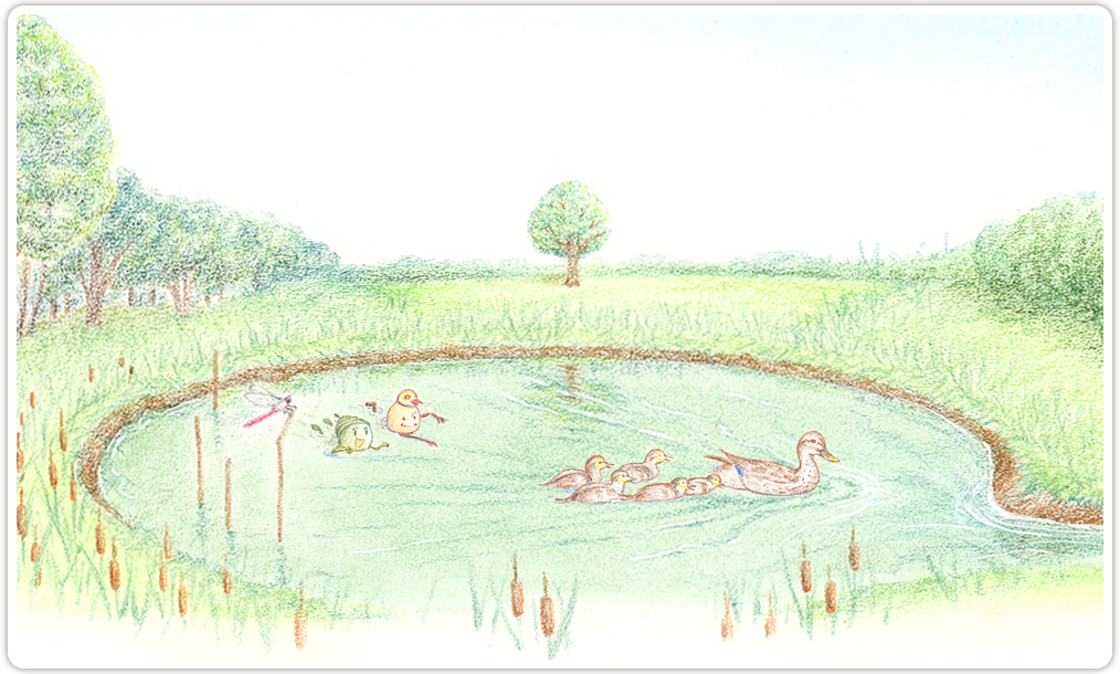 かるがものおかあさんは子供たちに泳ぎの練習をさせるために池にやってきました。